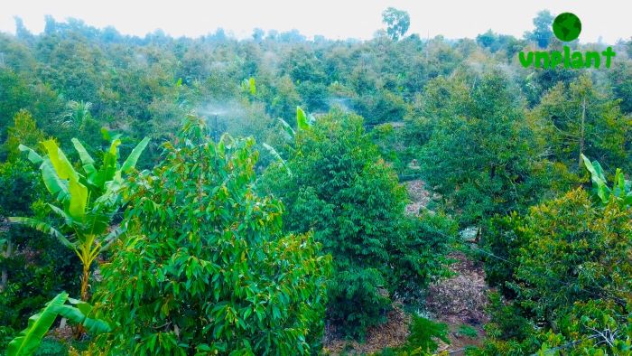 Béc Phun Sương Béc Phun Sương